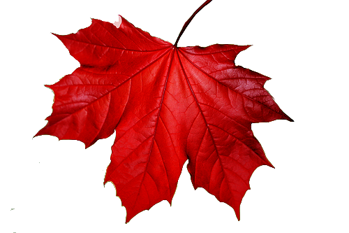 red-leaf.png